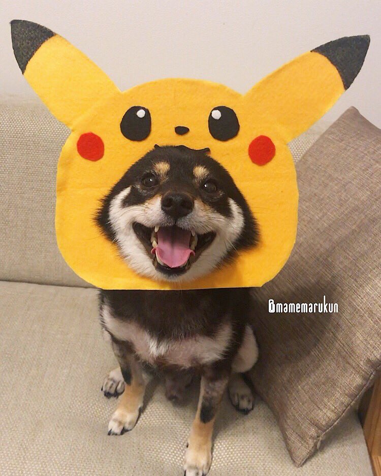柴犬まめ丸 Pa Twitter まめチュウ ゲットしてねー ピカチュウ はめ丸 ポケモン ポケモンgo 柴犬まめ丸 Pa Twitter まめチュウ ゲットしてねー ピカチュウ はめ丸 ポケモン ポケモンgo