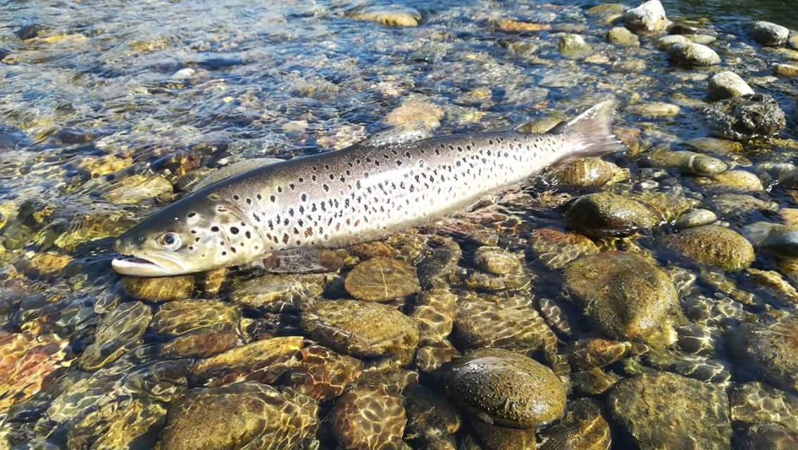 Trout from river Lim, Serbia
#flyfishing