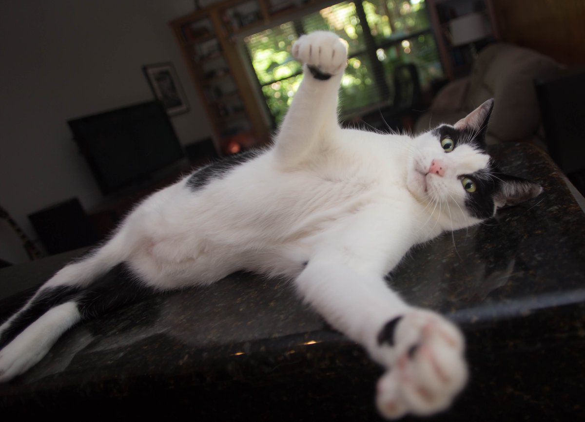 you know what they say about cats with big paws... 

actually i don't know what they say. please tell me! 

#CatsofTwitter