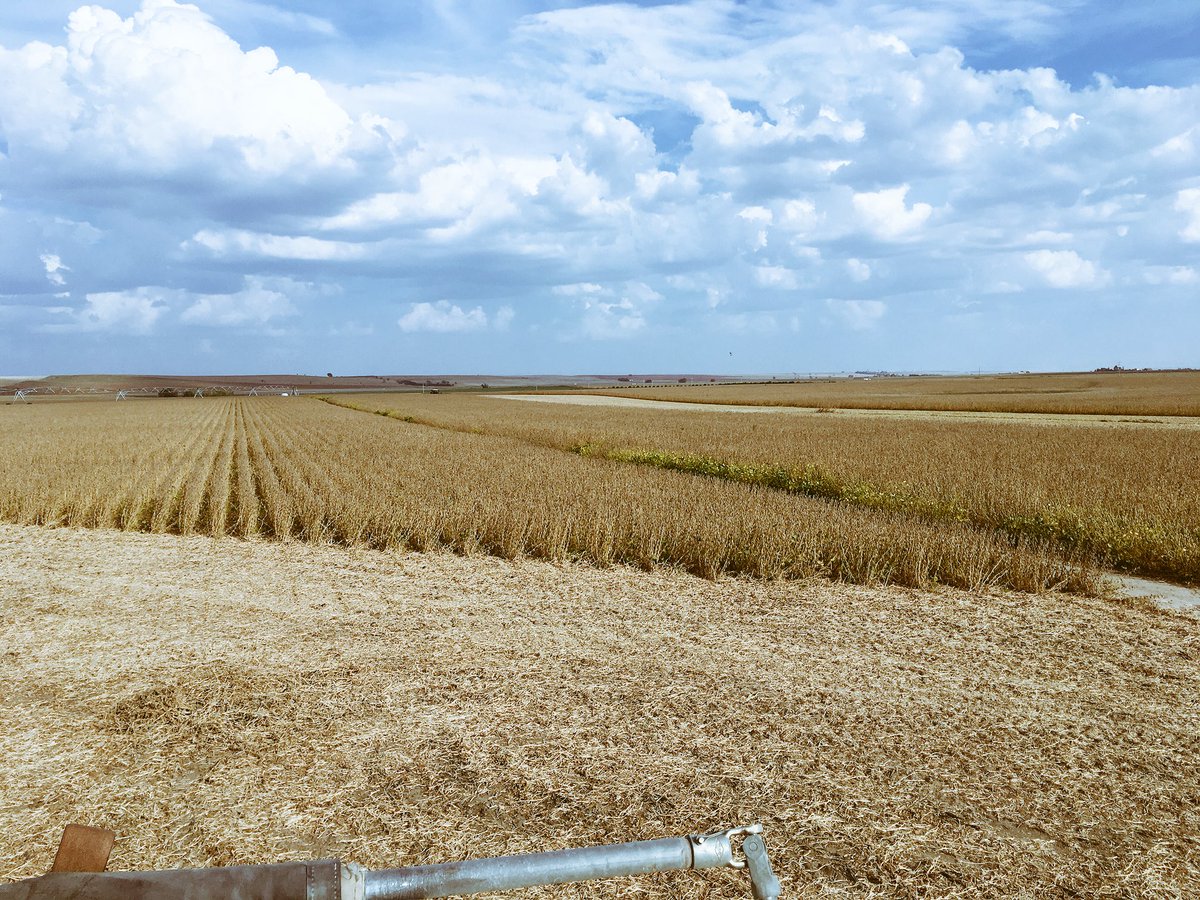 TjadenShawn's tweet photo. Local soybean contest started yesterday! Excited to see who will have the best #Asgrow soybeans in the area during #harvest18! A trip for two to the 2019 Commodity Classic in Orlando, FL is on the line! Contact your @Asgrow_DEKALB dealer for details.  #MyFarmMyYield #Contest https://t.co/qjtrXkNhvy
