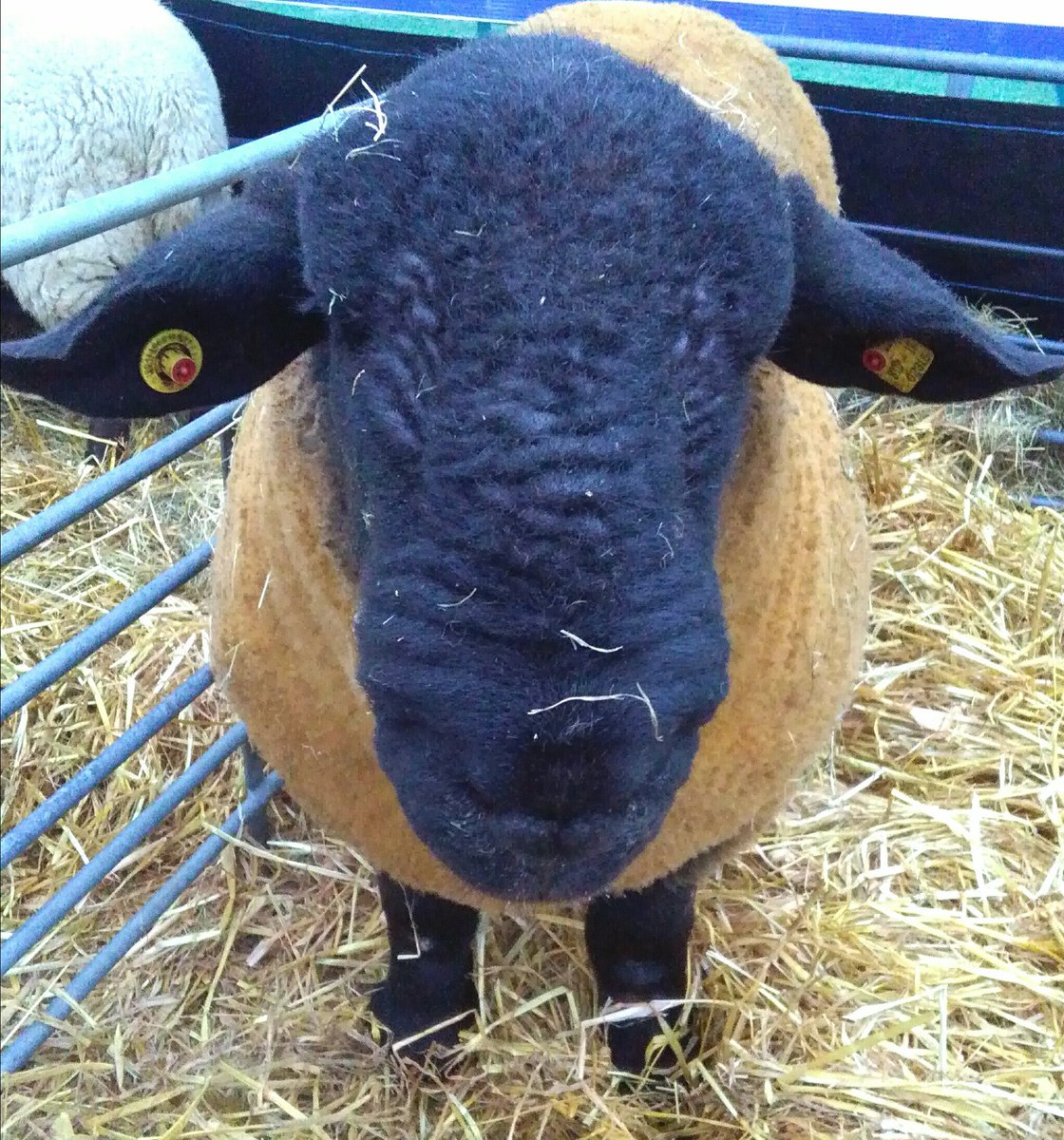 National Ploughing (@npaie) on Twitter photo I'm starving, must be time for lunch #Ploughing18 I'm starving, must be time for lunch #Ploughing18
