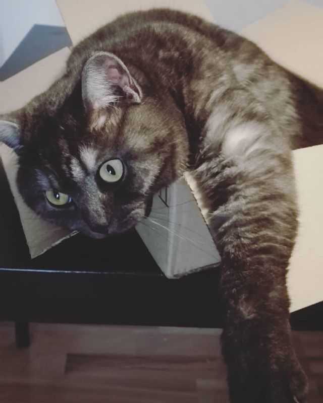 SacrifiZeLP's tweet photo. Kann man machen... 😄
Er liebt eben Kartons... Auch, wenn sie eigentlich viel zu klein für ihn sind 😂
#bkh #bkhcat #blacksmoke #katzeimkarton #catinbox #youtuberspets #catsofinstagram #cats_of_instagram #cats https://t.co/8JwE1SjnRr https://t.co/9mMzxQuUI7