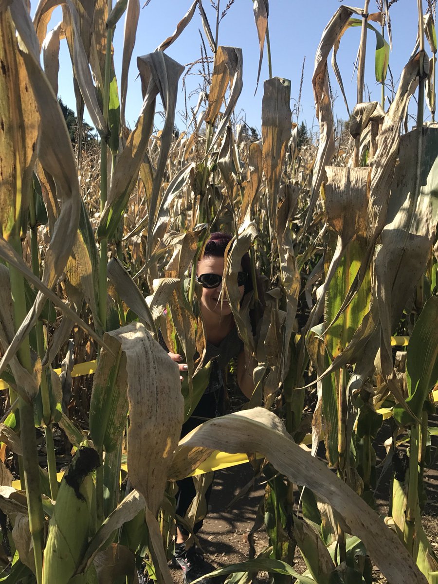 OntarioMelissa's tweet photo. Which way to go?? Farmer BobโS #cornmaze will have you turning in circles! Can you find your way out?! Visit Mockingbird Hill Farm for a corn maze adventure! https://t.co/VfrMNQvTRZ
#DiscoverON #wrongturn #needamap #fallfun https://t.co/LZrAetlI1J