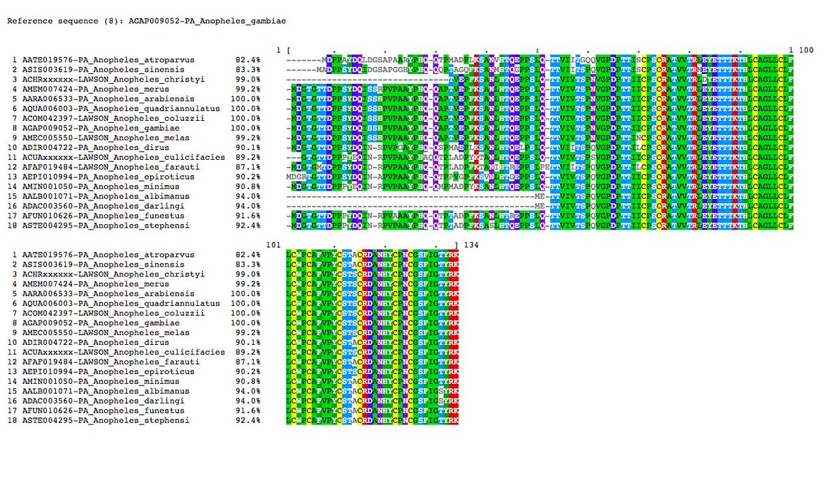 VBannotator's tweet image. LL2, lipopolysaccharide induced TNF alpha transcription factor 2. 2 novel, 2 edits, and one missing (#maculatus). Short predictions from Nyssorhynchus are prob alternative isoforms i.e. this is not a true reflection of transcript diversity for this locus. #Anopheles #VBannotation