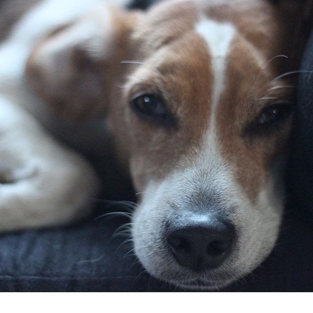 anunexpectedvu's tweet photo. Better to have loved and lost..

https://t.co/pwbZMgr6d1

#Jersey #beagle #beaglesofinstagram #cancerstinks #dogsofinstagram #animallovers #doglovers #humanesociety #adoptadog #adoptapet #beaglelovers #alldogsgotoheaven #mansbestfriend #expat #expatlife #dogsofinstagram #instadog https://t.co/eqhRUqtdgL