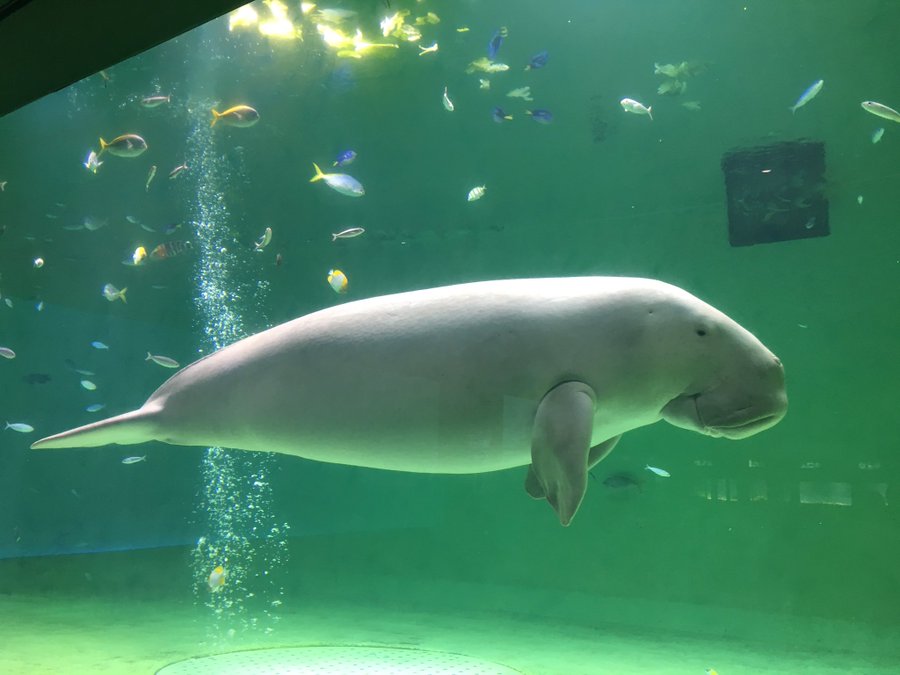 ジュゴンを見るなら鳥羽水族館 セレナとカメ吉の物語とは ちりっく