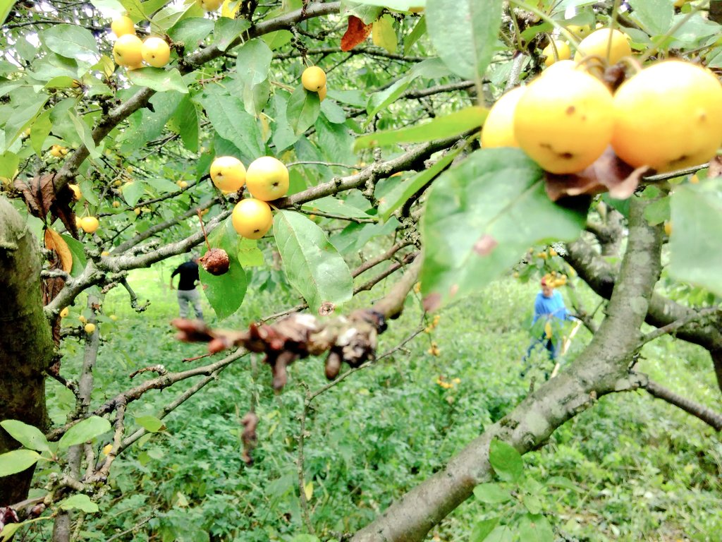HelpBritBloss's tweet image. What a fantastic morning in Kenworthy Woods Orchard in Chorlton, Greater MCR. Plans are afoot to restore, plant and give this site some much needed attention. First up, scything to make the last of the fruit accessible. Crab apple jelly anyone?
