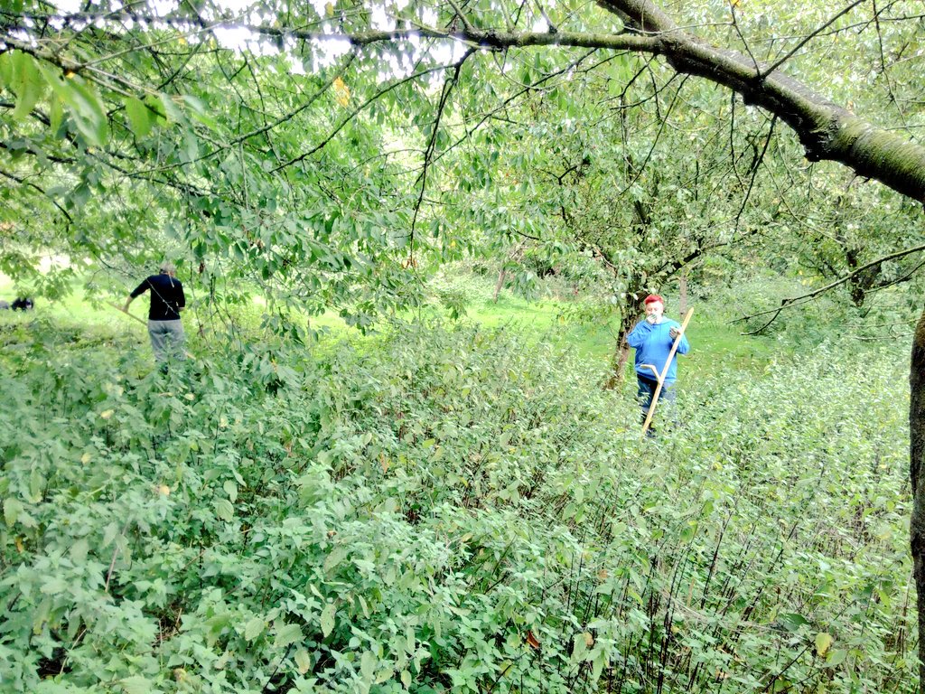 HelpBritBloss's tweet image. What a fantastic morning in Kenworthy Woods Orchard in Chorlton, Greater MCR. Plans are afoot to restore, plant and give this site some much needed attention. First up, scything to make the last of the fruit accessible. Crab apple jelly anyone?
