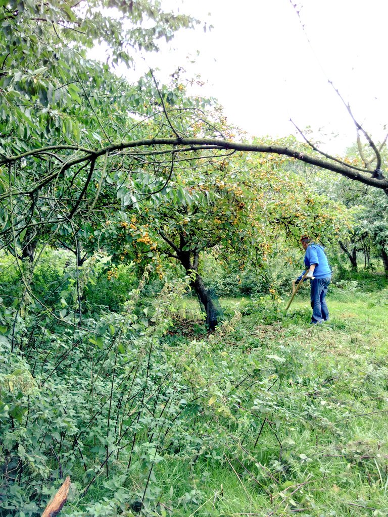 HelpBritBloss's tweet image. What a fantastic morning in Kenworthy Woods Orchard in Chorlton, Greater MCR. Plans are afoot to restore, plant and give this site some much needed attention. First up, scything to make the last of the fruit accessible. Crab apple jelly anyone?