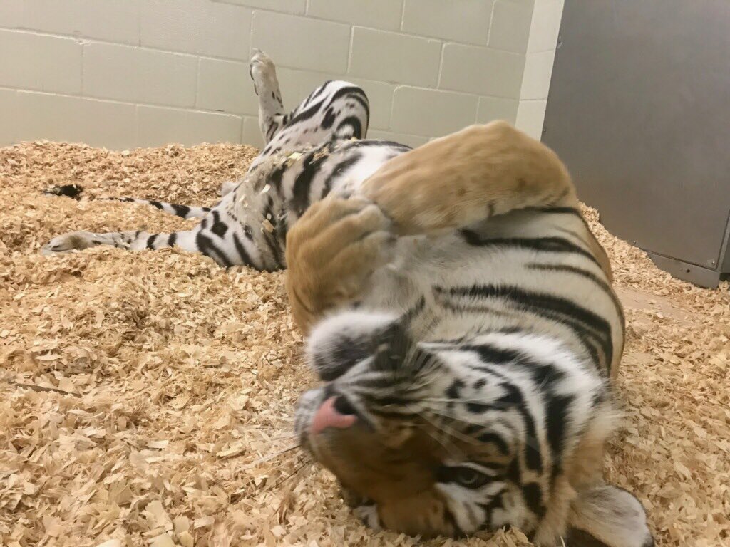 MikeTheTiger's tweet photo. Just rollin’ around while waiting for yard work to be done. https://t.co/T7P26POOEx