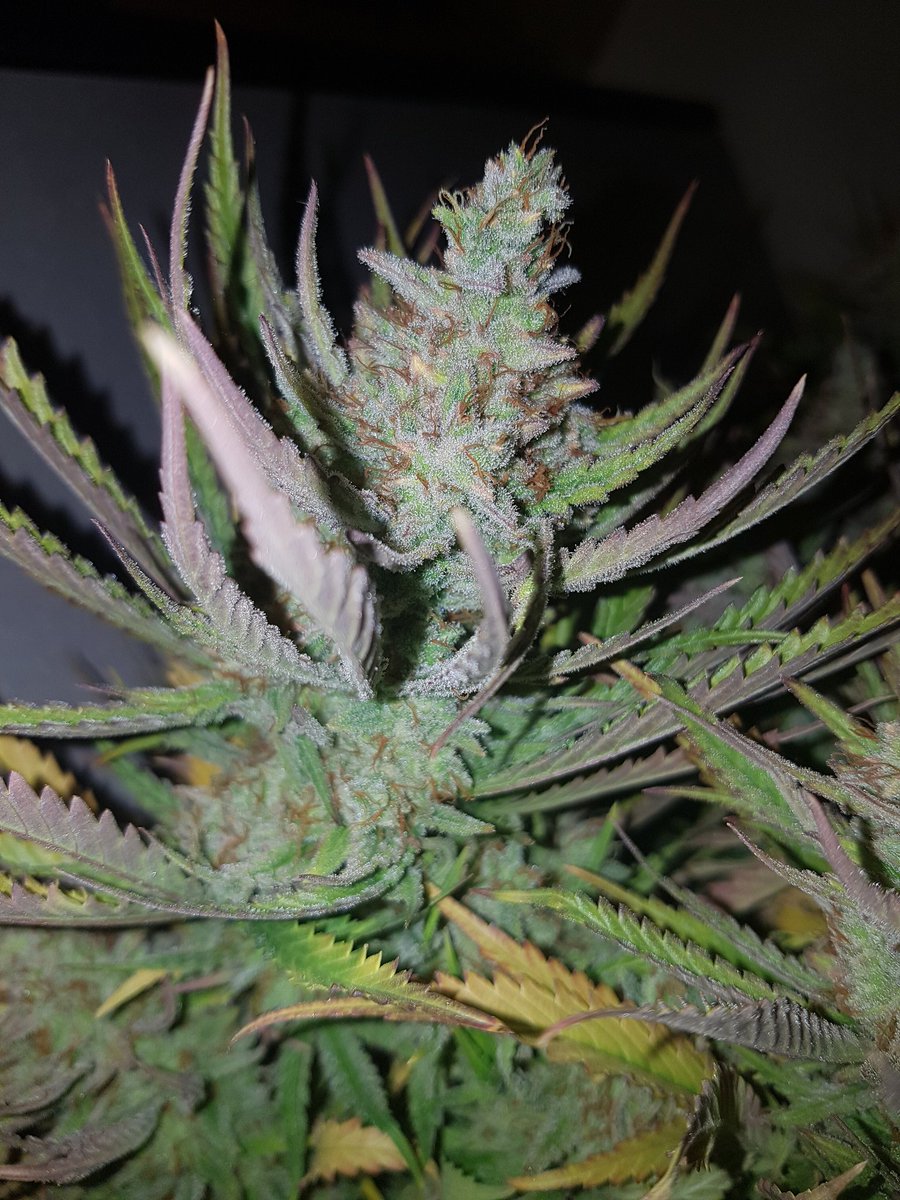 d_rous_1982's tweet image. harvested last night. sweet n sour and strawberry by @spliffseeds grown organically. #composttea #growyourown