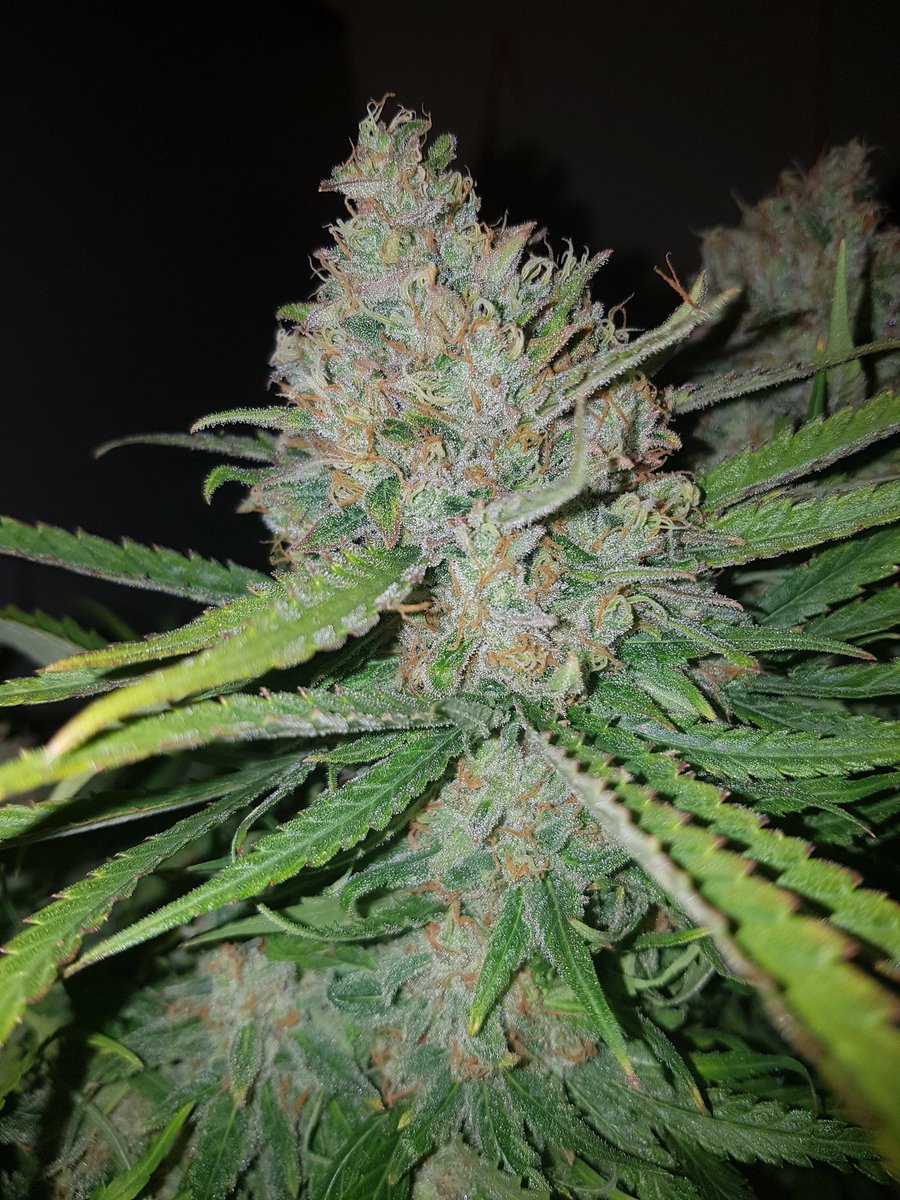 d_rous_1982's tweet image. harvested last night. sweet n sour and strawberry by @spliffseeds grown organically. #composttea #growyourown