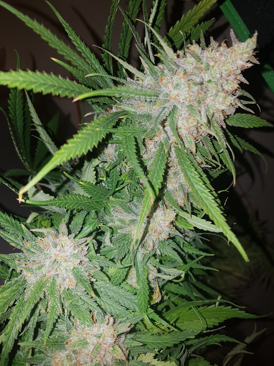 d_rous_1982's tweet image. harvested last night. sweet n sour and strawberry by @spliffseeds grown organically. #composttea #growyourown