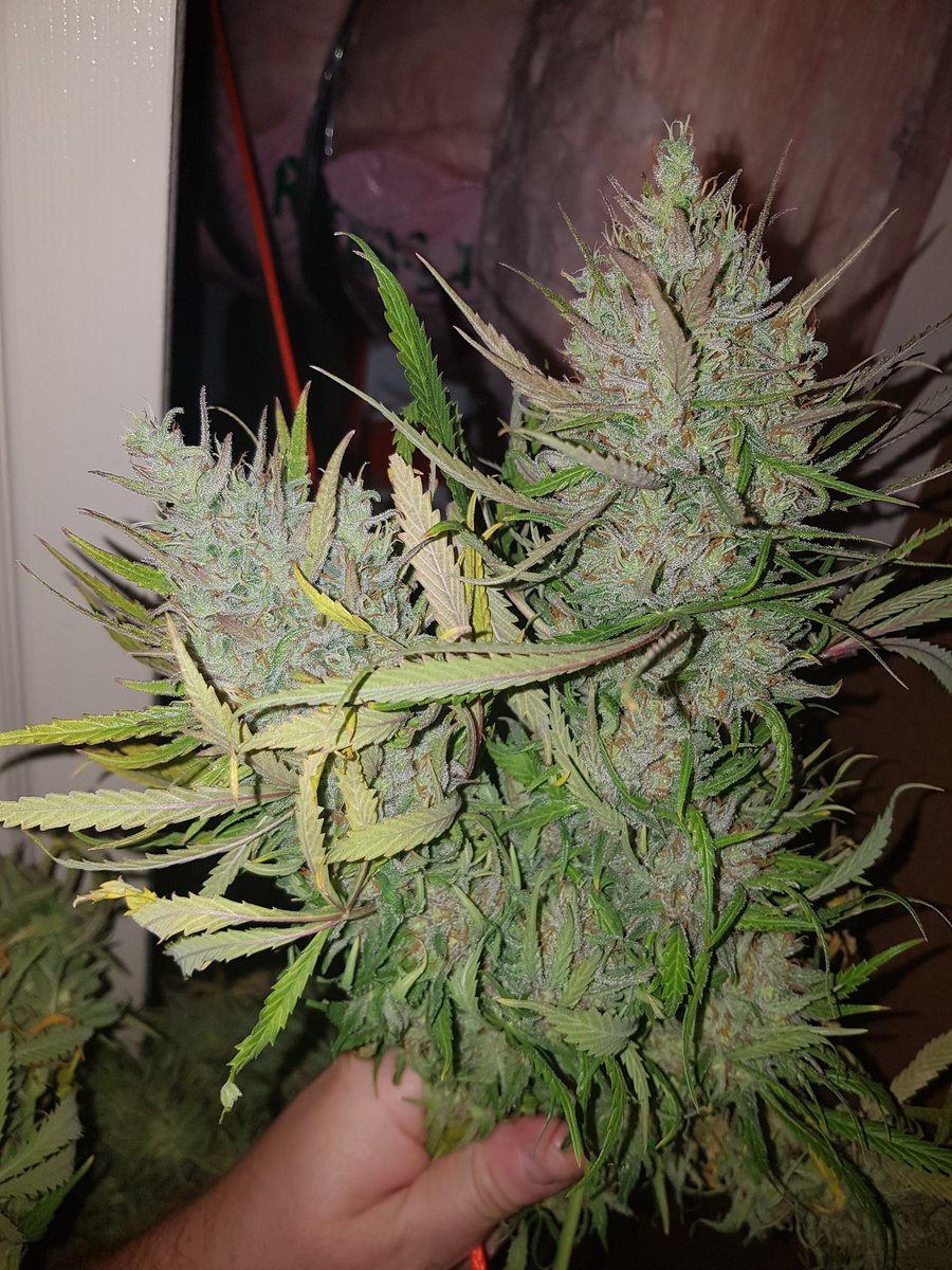 d_rous_1982's tweet image. harvested last night. sweet n sour and strawberry by @spliffseeds grown organically. #composttea #growyourown