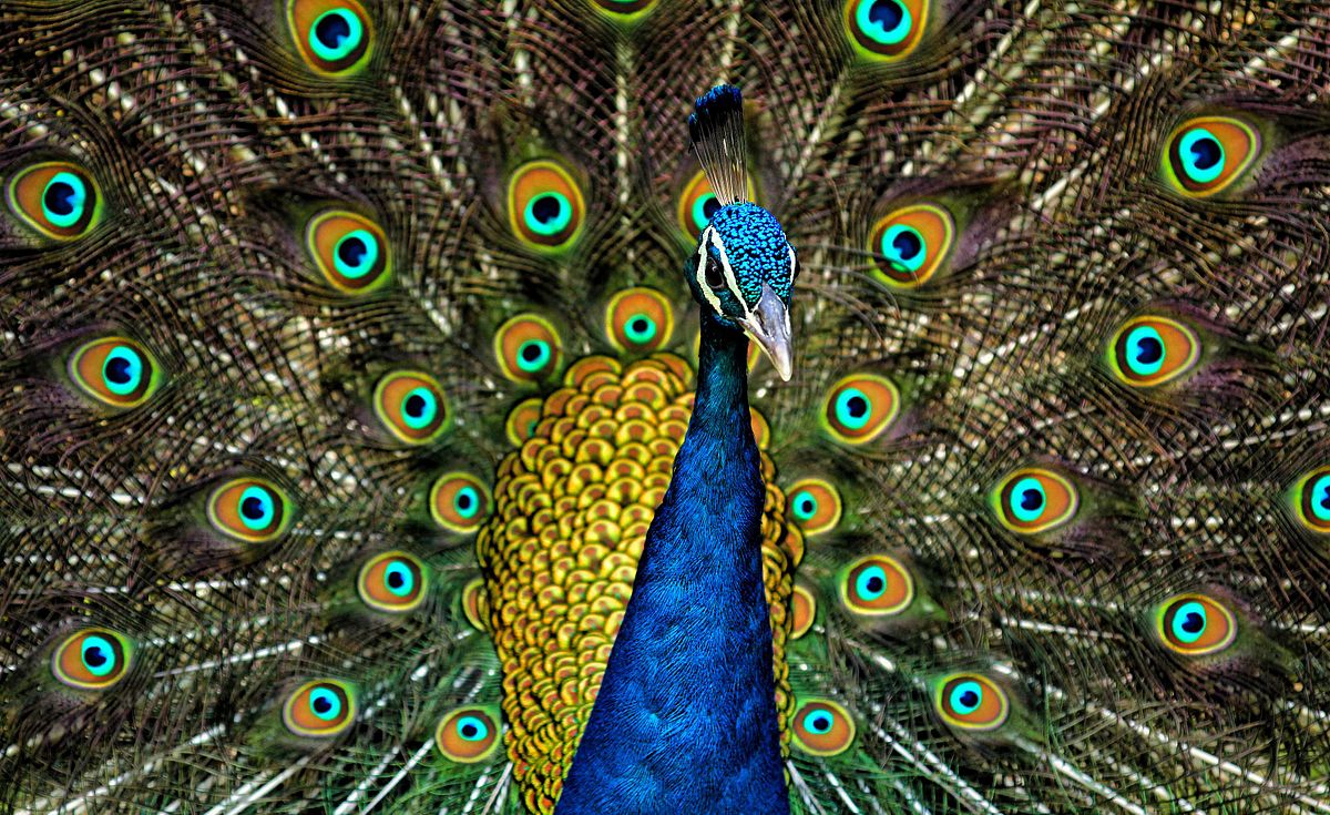 TIMAWOHR's tweet photo. HRUNITE! @DisruptHRintheD is TONIGHT!  @TMWohlfield #SAVETHEPEACOCK https://t.co/5G9Rhjy36C