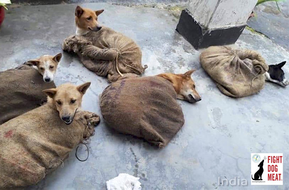 🇮🇳Illegal dog trafficking ring exposed by local animal lovers in #Tripura 
#Dogthieves drug #dogs to stop them howling in fear or pain 😿😭 Tripura pet owners live in constant fear for safety of their #pet dogs because of #DogMeatTrade #dogthieves .<a href="/timesofindia/">The Times Of India</a> .<a href="/MEAIndia/">Randhir Jaiswal</a>