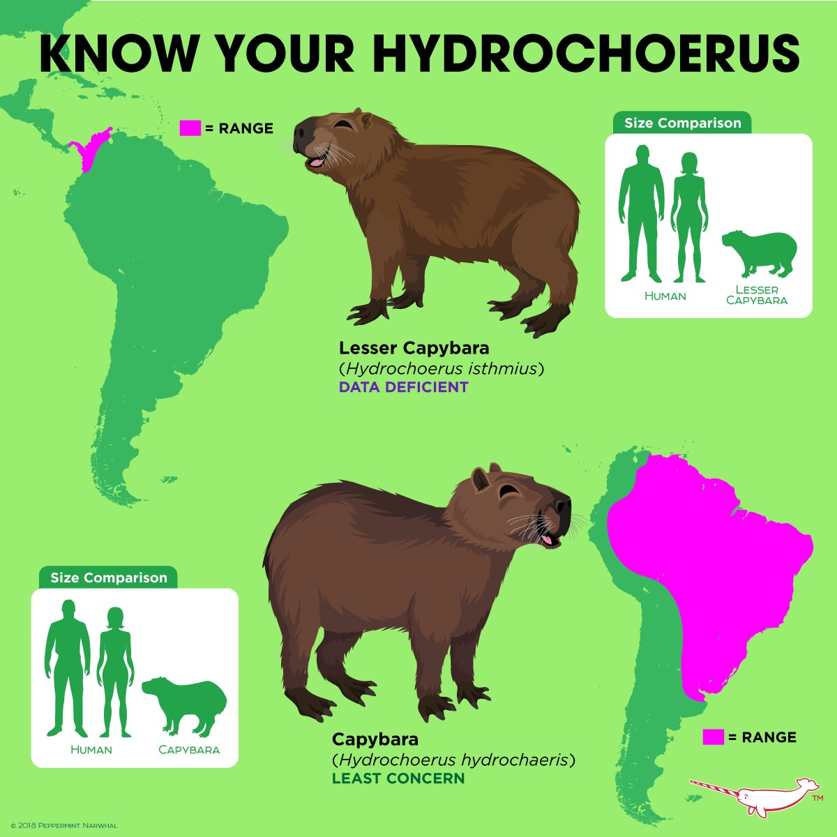 Большая свинка капибара. Карликовая капибара. Животные южной америки капибара. Капибара материк. Ареал обитания капибара на карте.