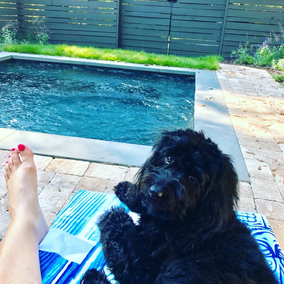 Some dayz I’m a diva #pool #labradoodle #DogsofTwittter