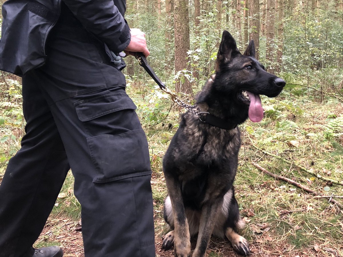 policedogunit's tweet photo. Now the weather has improved we have been able to get into the woods to start person searches for the dogs on their initial course 💨🌧☂️ #pdneo #pdash #initialGPcourse #policingcumbria https://t.co/9MSKrfGuZ3
