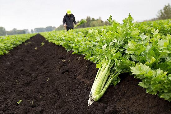 The Fenland Celery season is only 3 weeks away! Contact your local Wholesaler for more details 😀 fenlandcelery.com