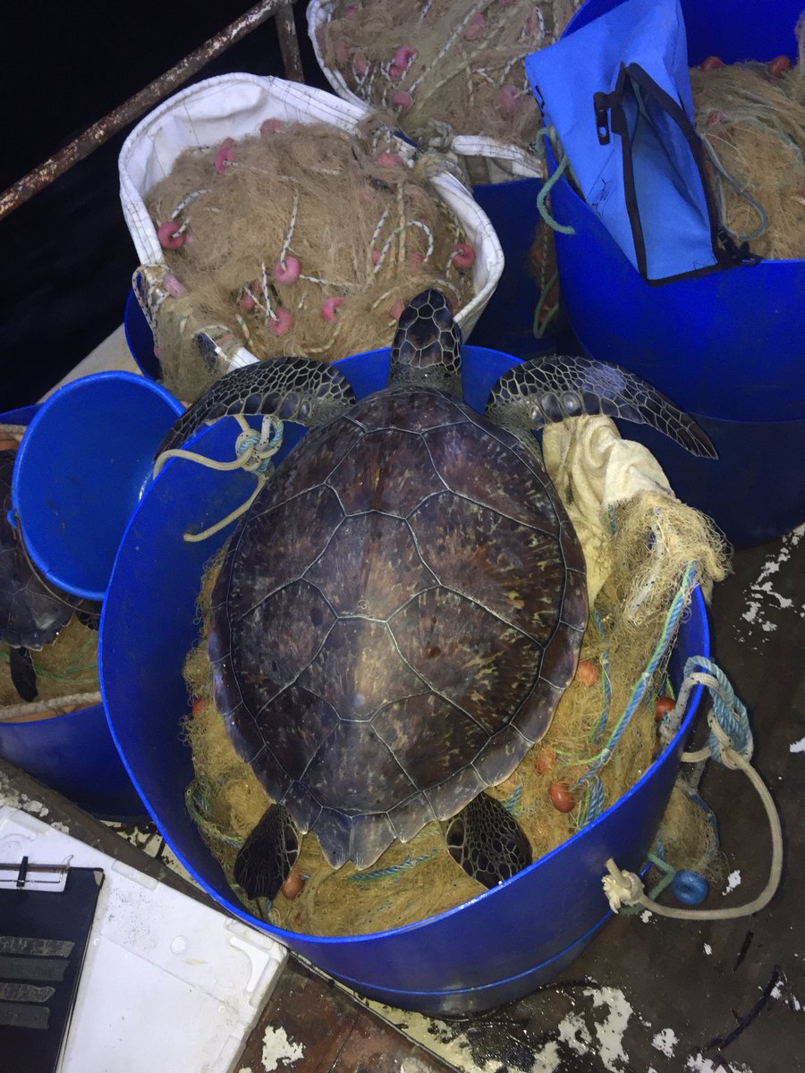AlexScottMsc's tweet photo. A few examples of #bycatch from the #fisheries monitoring work. On behalf of #SPOT ( Society for the Protection of Turtles) #turtles #elasmobranchs #rays https://t.co/mwUdgo9kam