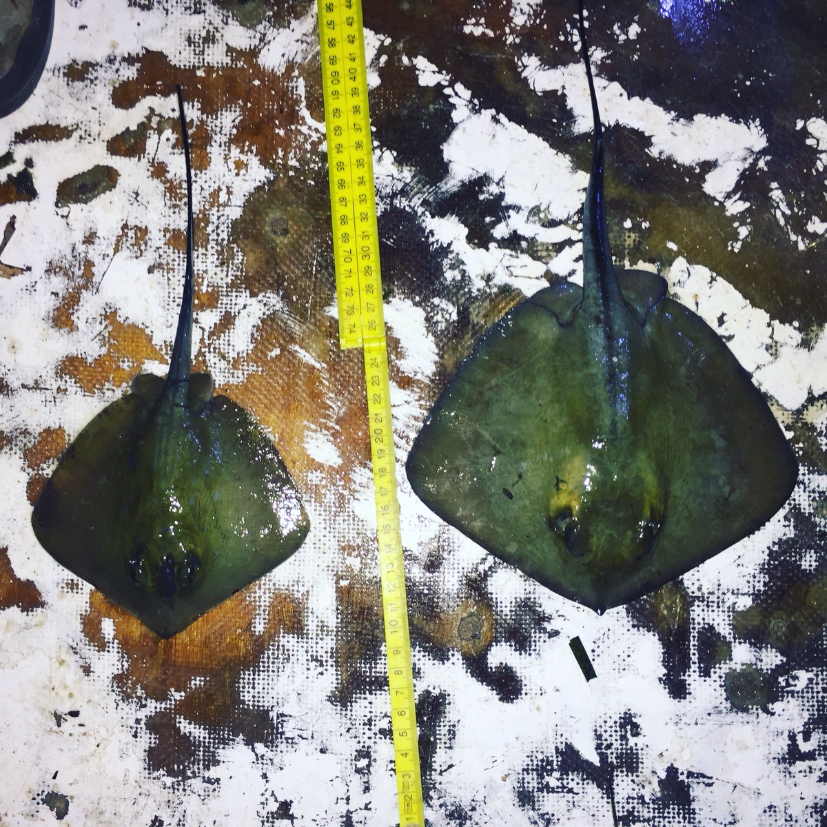 AlexScottMsc's tweet photo. A few examples of #bycatch from the #fisheries monitoring work. On behalf of #SPOT ( Society for the Protection of Turtles) #turtles #elasmobranchs #rays https://t.co/mwUdgo9kam