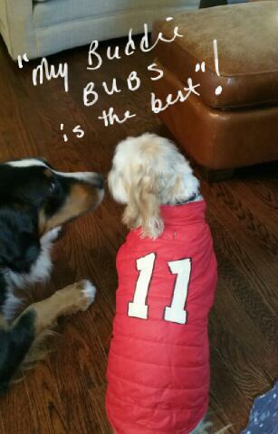 PerliniVicki's tweet photo. Sure miss this little guy mans best friend @Bubzp11 @boxster19 #Chessy11 https://t.co/4bgt0pypp4