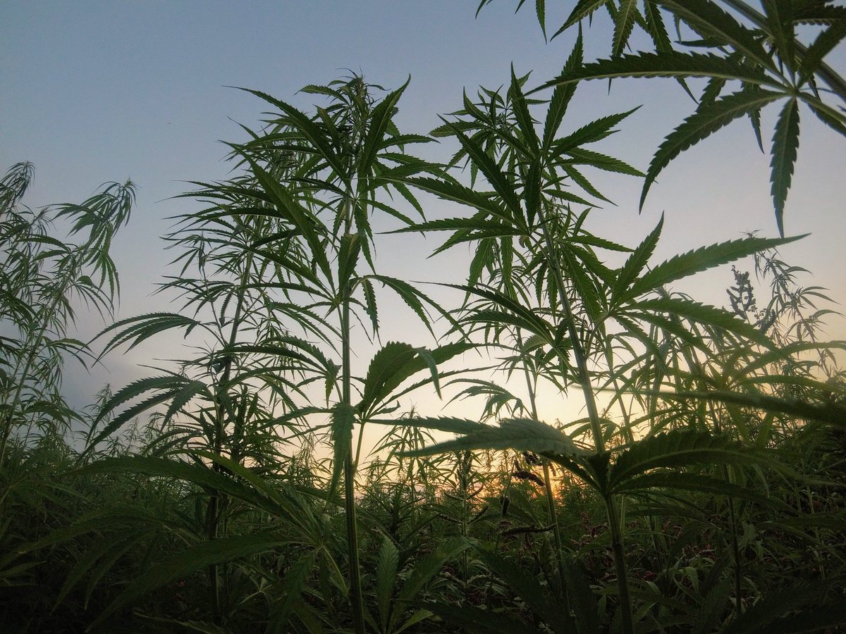GIRCOR's tweet photo. #Cannabis: des #rats mâles exposés in utero aux #cannabinoïdes sont moins sociables que leurs congénères et présentent des déficits #comportementaux et #neuronaux à l'âge adulte. La voie de signalisation #mGlu5 pourrait être une cible thérapeutique https://t.co/2t0SWXJ1TC @Inserm https://t.co/ttRcl7nRHq