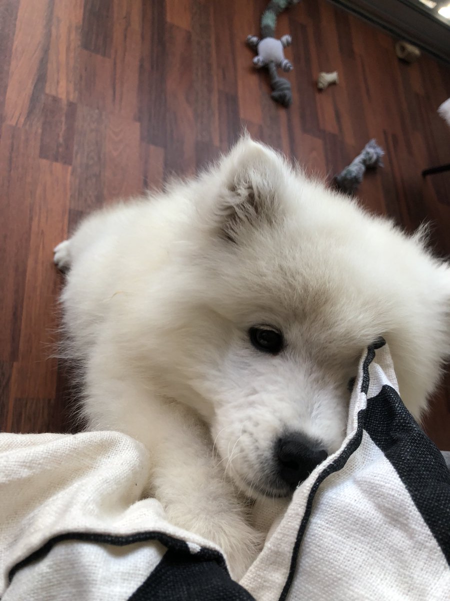 Moi quand je veux un câlin