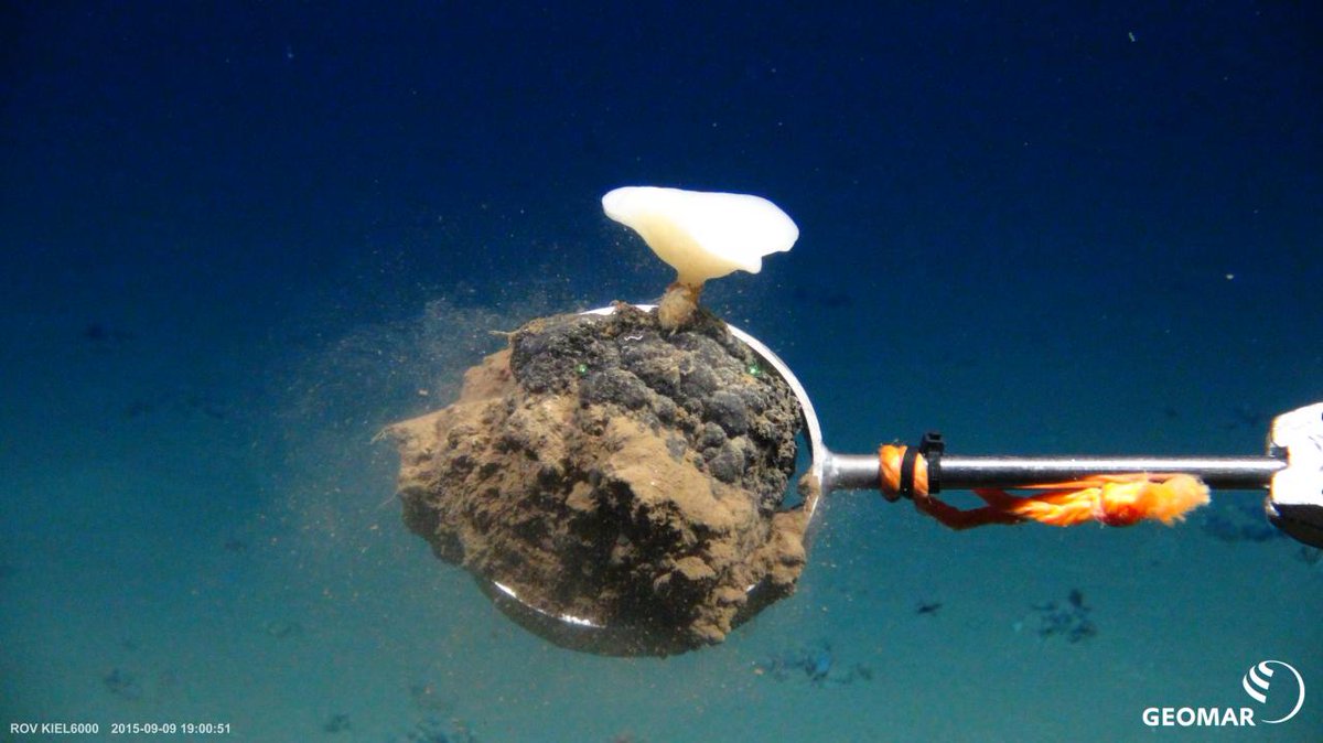 GEOMAR (@geomar_de) on Twitter photo In Brüssel startet in dieser Woche die zweite Phase des <a href="/jpioceans/">JPI Oceans</a>-Projekts <a href="/miningimpact/">MiningImpact</a>. Ziel: Die Erforschung von ökologischen Folgen von potenziellem #Tiefseebergbau. Zu den Hintergründen ein Beitrag des @NDRinfo: ndr.de/info/Logo-Das-… In Brüssel startet in dieser Woche die zweite Phase des <a href="/jpioceans/">JPI Oceans</a>-Projekts <a href="/miningimpact/">MiningImpact</a>. Ziel: Die Erforschung von ökologischen Folgen von potenziellem #Tiefseebergbau. Zu den Hintergründen ein Beitrag des @NDRinfo: ndr.de/info/Logo-Das-…