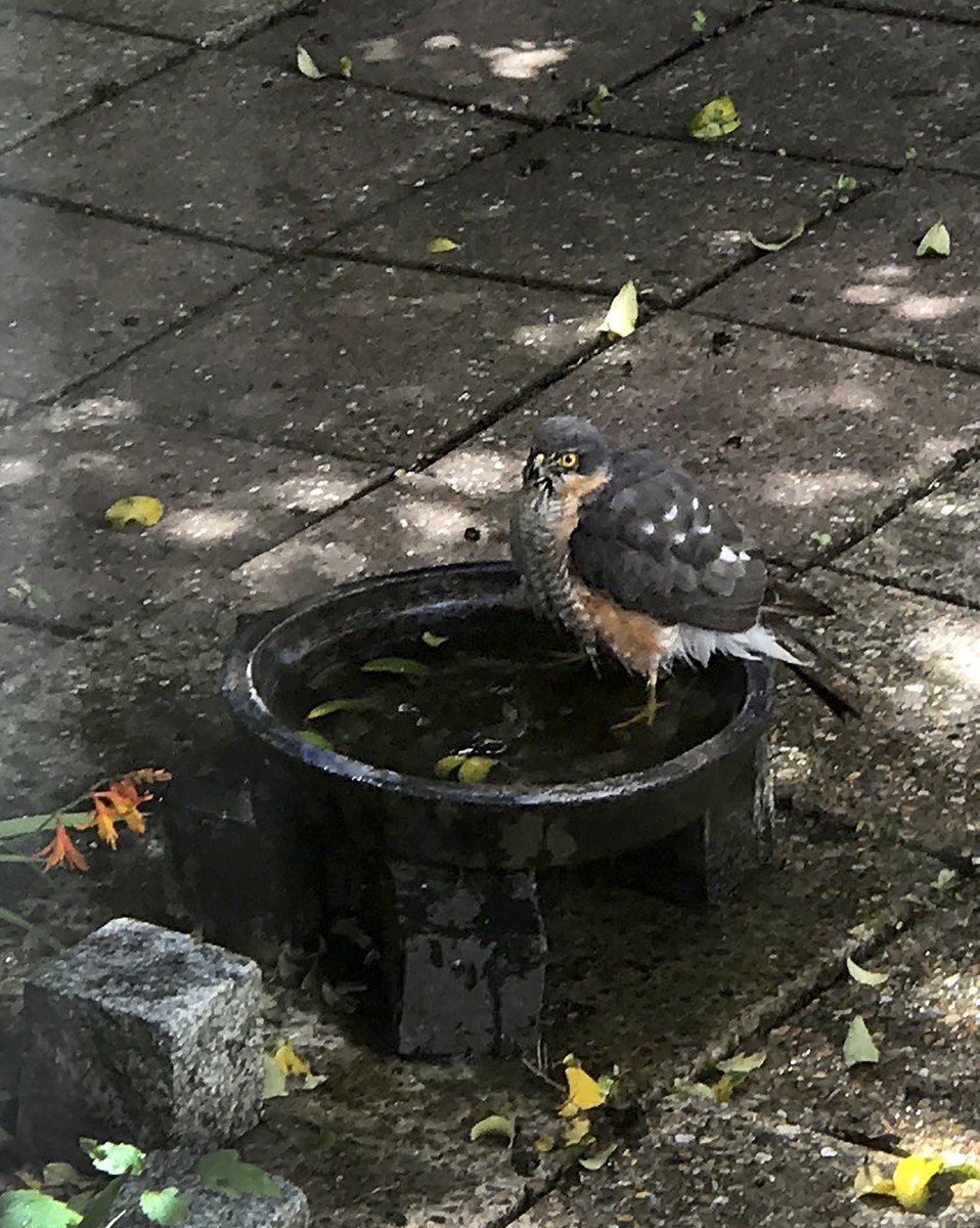 RT @BlowerBarbara: Sparrow Hawk, enjoying the free bathing facilities in our garden in Eastbourne. Birdbath By: @BlowerBarbara Image By: Richard Blower @wildlife_uk @SussexWildlife @Britnatureguide @Team4Nature @TheSouthDownsNT @birdsofprey_uk