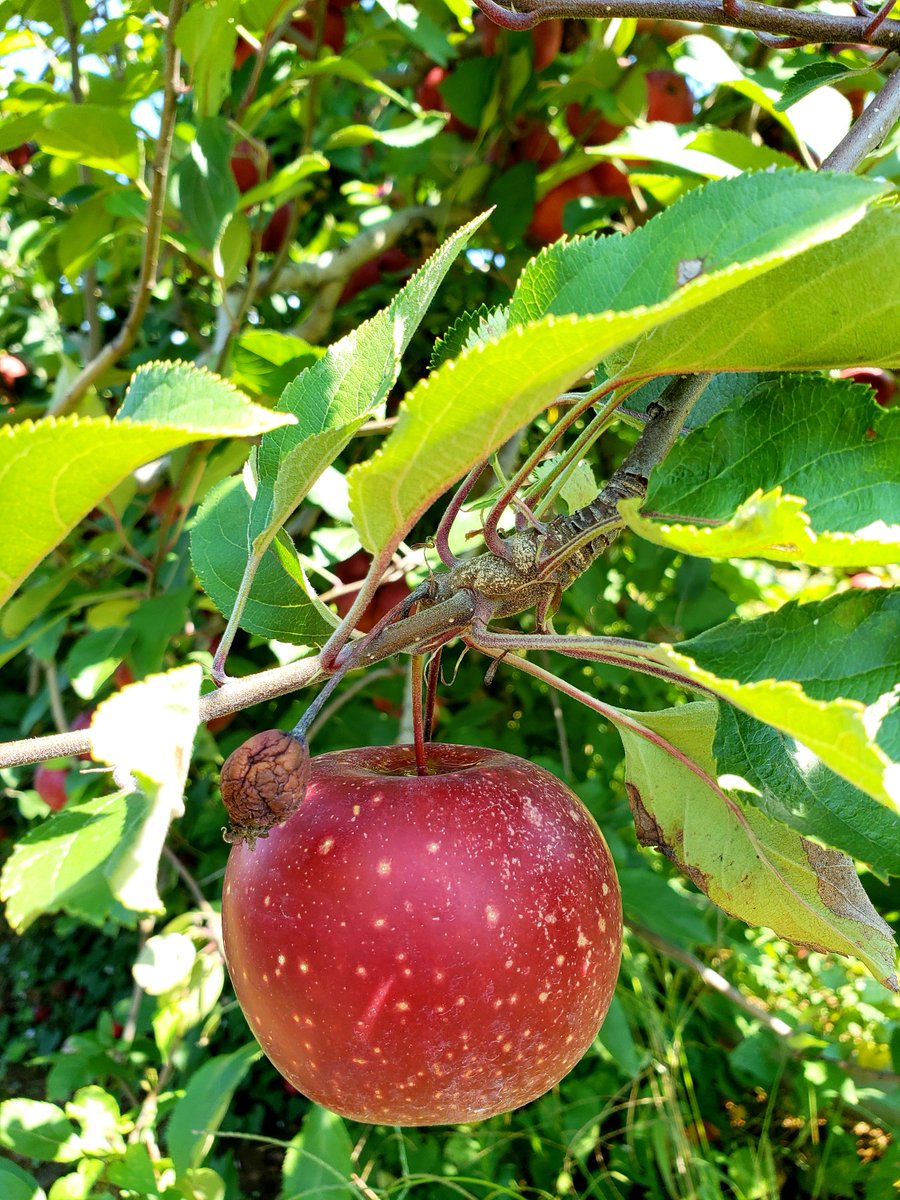 U-pick this weekend, Sat and Sun from 10-4! We're picking beautiful Rome apples all weekend!