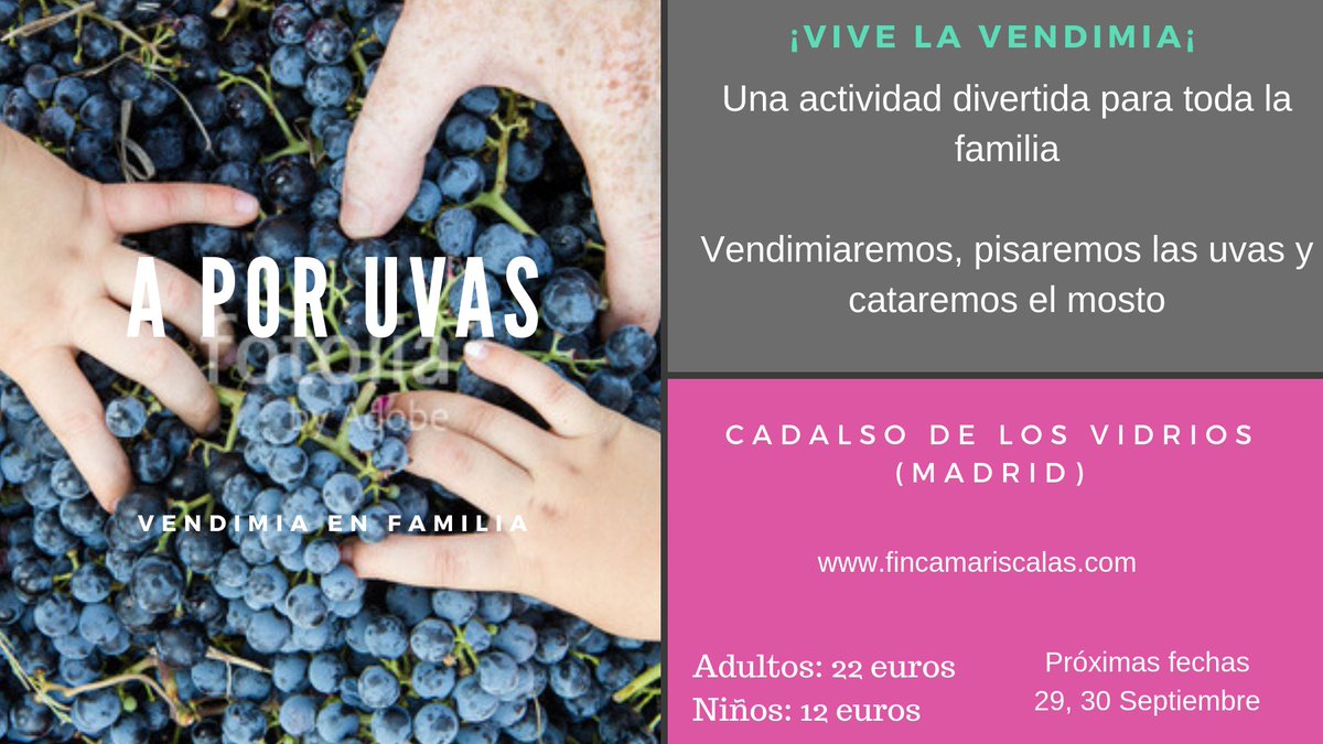 Vendimiar y pisar la uva, una forma divertida de hacer #enoturismo #enfamilia. Podéis hacerlo a poco más de una hora de #Madrid, en Cadalso de los Vidrios. Infórmate en fincamariscalas.com