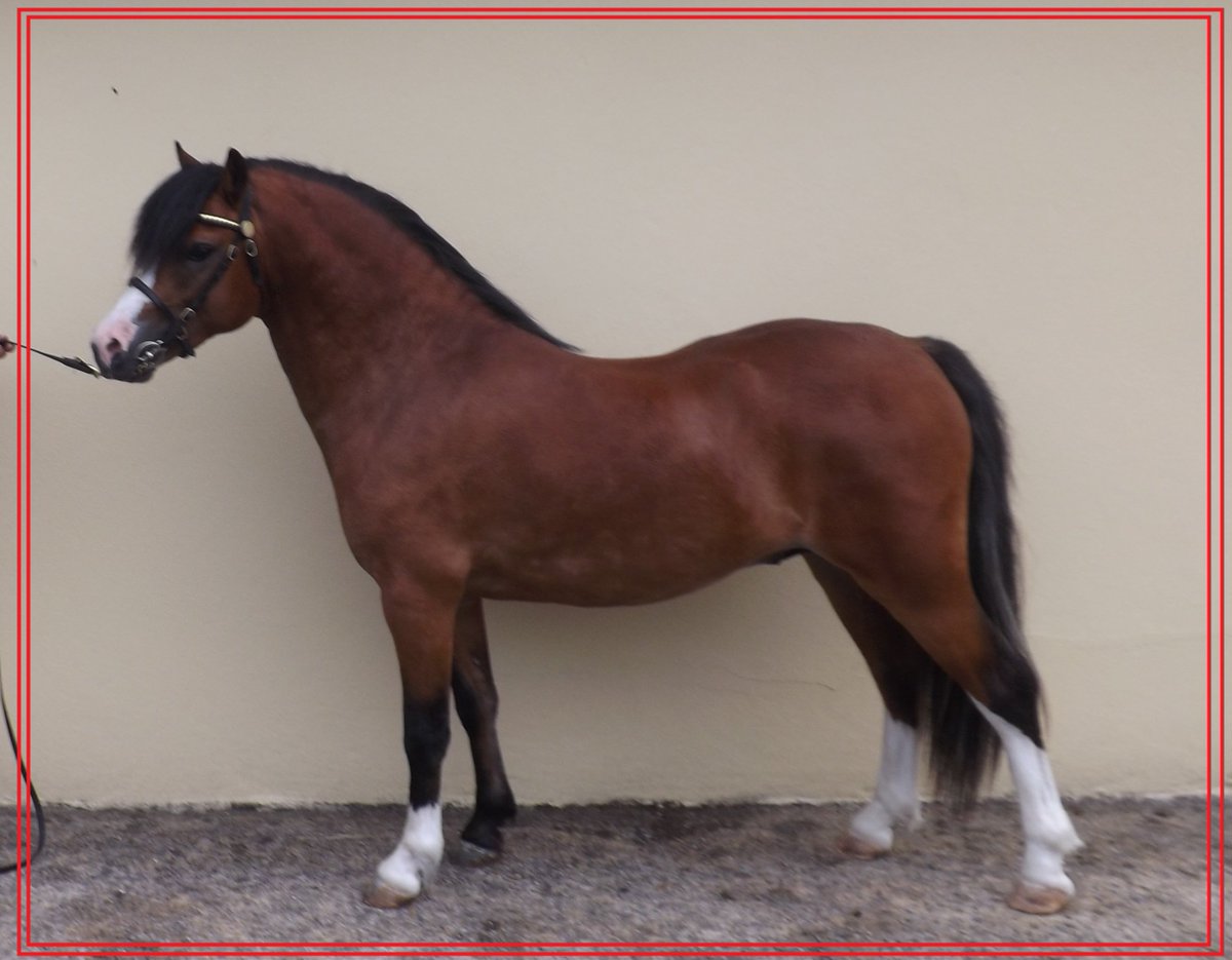 davidda82884126's tweet photo. Merlod Ceulan Ponies #welshmountainponies #SectionAWelshPonies #Welshponyandcobsociety #WPCS #Welshmountainpony # welsh pony and cob society #beautiful ponies # Welsh Mountain pony https://t.co/PcBErNokCJ
