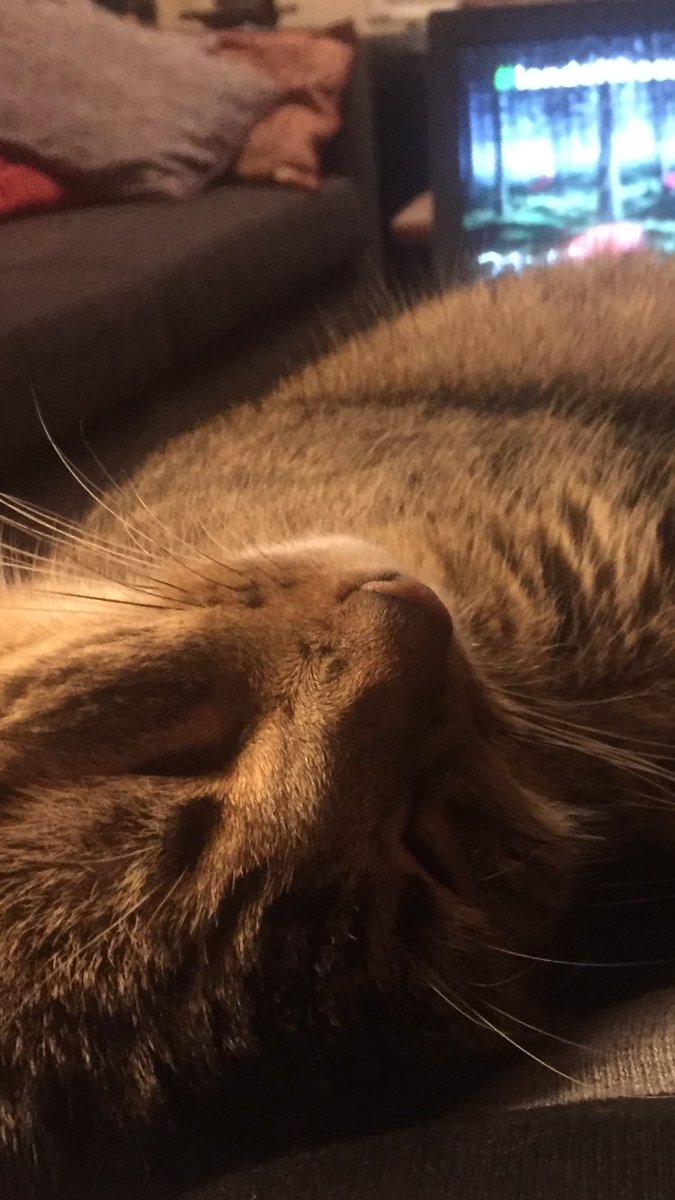 KirsimarjaB's tweet photo. #Kissaeste. #Catstopper. Time to finish #work and go to sleep. https://t.co/JwYR046cB4