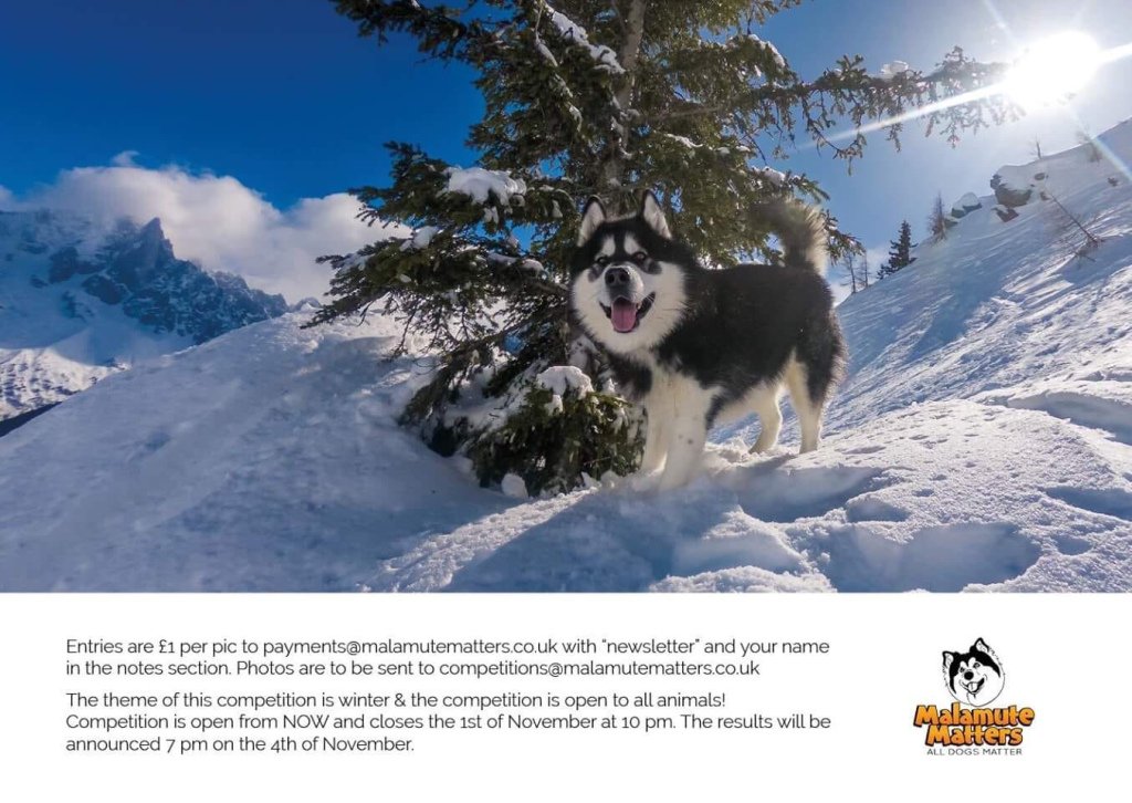 New MM Newsletter Needs A Model malamutematters.wordpress.com/2018/09/20/new…