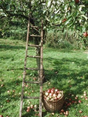 Apple Juicing Day at Ashfield Gardens – Sunday 23rd Sept transitionstourbridge.co.uk/2018/09/20/app…
