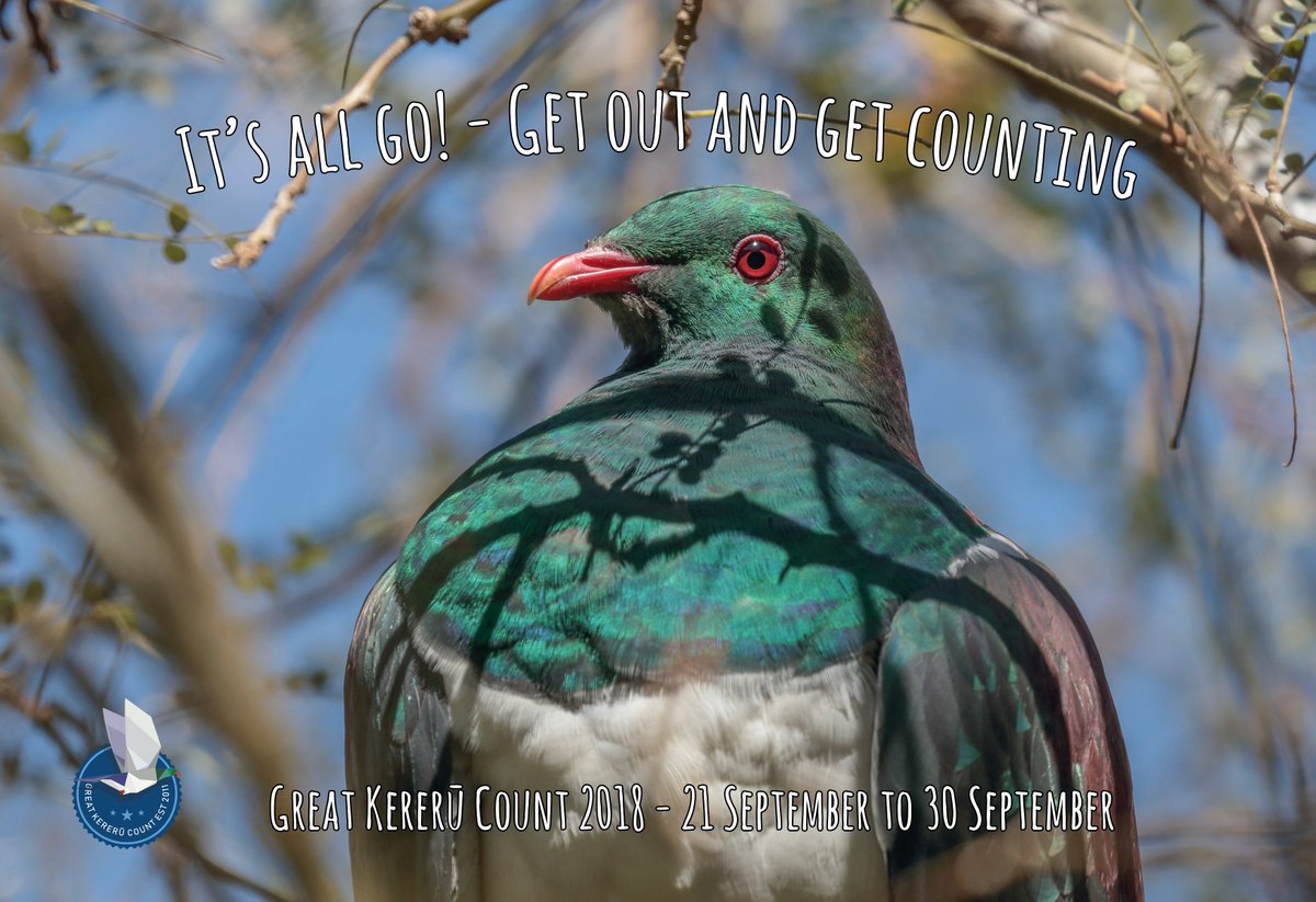 Great Kererū Count has started. Keep an eye out for kererū over the next 10 days. greatkererucount.nz #GreatKereruCount <a href="/WgtnCC/">Wellington City Council</a> <a href="/greaterwgtn/">Greater Wellington</a> <a href="/docgovtnz/">Department of Conservation</a> <a href="/ZEALANDIA/">Zealandia Te Māra a Tāne</a> <a href="/OSNZBirdsNZ/">Birds New Zealand</a> <a href="/VicUniWgtn/">Te Herenga Waka—Victoria University of Wellington</a> <a href="/NZScienceLearn/">Science Learning Hub</a> <a href="/TaranakiRC/">Taranaki Reg Council</a> <a href="/nelsoncitynz/">Nelson City Council</a> <a href="/inaturalistnz/">iNaturalist NZ — Mātaki Taiao</a> <a href="/1NewsNZ/">1News</a> <a href="/NewshubNZ/">Newshub</a> <a href="/NZStuff/">Stuff</a>