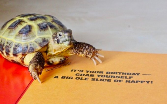 Turtles! (@turtlecentral) on Twitter photo 