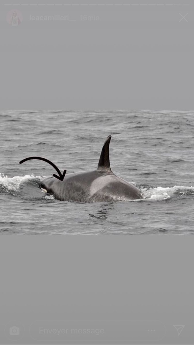 BaBouChKaaa's tweet photo. @noaaocean  @NOAA #WeAreTheOrca https://t.co/lzdlsmOdEY