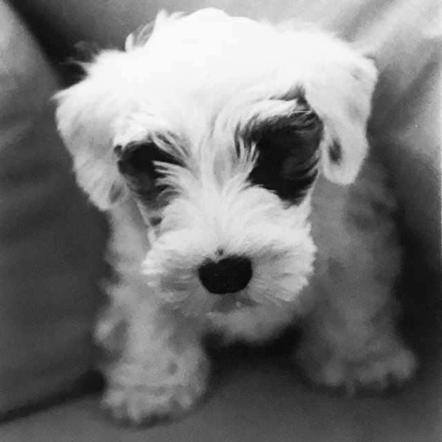 joshrubin's tweet photo. Puppy Daze. Logan, 2003
.
.
.
#tbt #sealyhamsofinstagram #sealyham #sealyhamterrier #sealyhampuppy #cuteaf #puppybreath https://t.co/XrmX2CSnCJ https://t.co/zEj9c48D61
