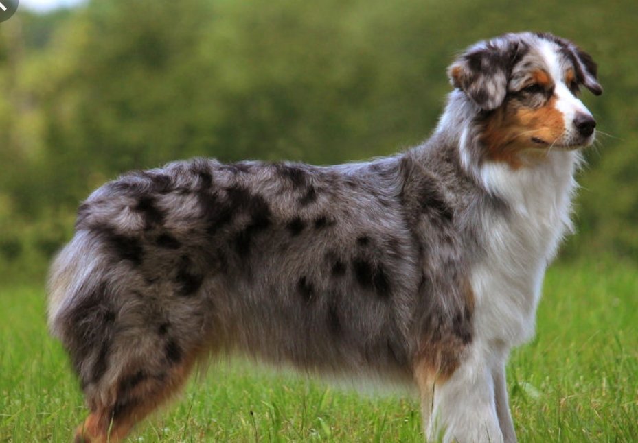 Koko Australian Shepherd Dm One Brown And One Blue Eye He Was Throwing Up Dirt He Had Been Eating I Brought Him To My Mom S Them Back To Nc