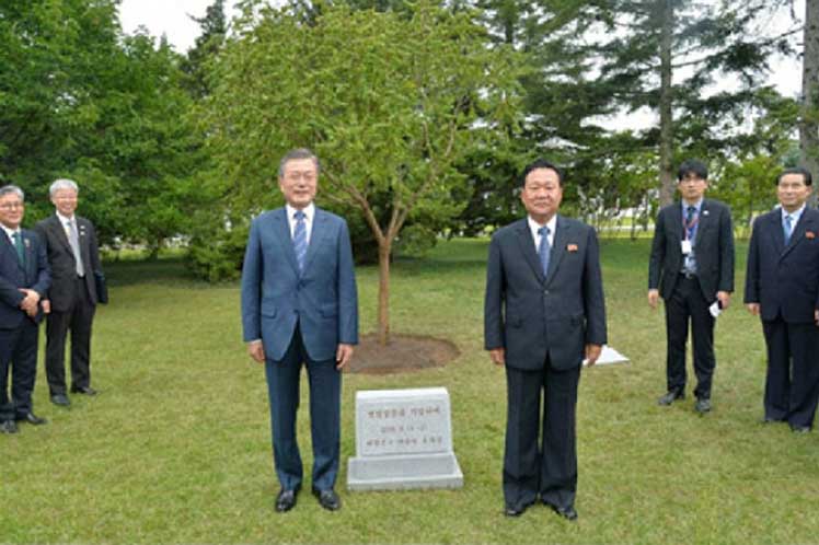 PrensaLatina_cu's tweet photo. #EnFotos || Presidente surcoreano #MoonJaein siembra en #Pyongyang árbol de la reunificación 👉 https://t.co/Egh8jkzTXu
#PyongyangSummit
@EmbEspanaCorea @EmbaMexCor @EmbajadaEcuKOR https://t.co/ohKeNodQl6