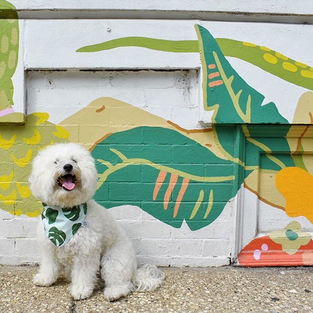 I got 99 trees but a birch ain’t one 😉🌿 #pupsonplants #dressedtomatch #plantsmakepeoplehappy .
.
.
.
.
#palmleaf #palmfrond #dressedtomatch #dogsbeingbasic #chicago #bucktown #chicagomurals #bichonfrisé #fluffydog #walltraveled #ihaveathingforwalls #… ift.tt/2O1fa9a