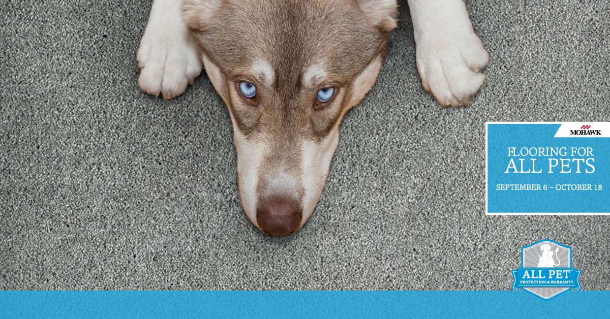 CarpetDenTN's tweet photo. We love our pets, but sometimes they can be messy! 🐶 Choose flooring with the only #petfriendly protection system that covers all pets, all accidents, all the time. Save up to $1,000 on select Mohawk Flooring styles with All Pet Protection and Warranty. https://t.co/nLWhd5K5zw https://t.co/syWxbRMMLG