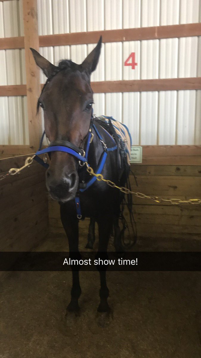 RuddickStables's tweet image. He’s On A Mission waits patiently @LB_Jug for his turn to race with @HannahNic91 #HesOnAMission #almostshowtime #GoMissionGo #GoHannah #harnessracing