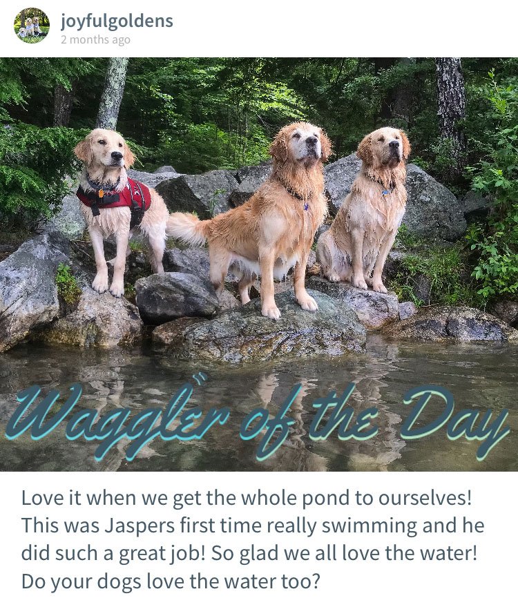 Jax, Puppa Tavish, and Jasper are a gorgeous doggo family keeping Wagglers updated on all the most adorable happenings in Maine!

Download Waggle's app for more cute pets: bit.ly/wagglingapp

#dogs #puppies #goldenretriever #Maine #cute #swimming