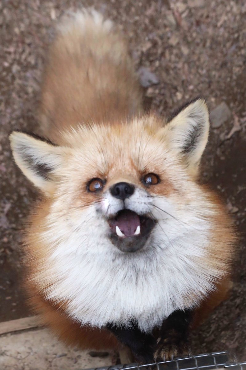 狐仙人乃弟子 トコノ オルタ かわいい かわいい キツネはかわいい きつねかわいい もふもふ きつね 偽キツネ