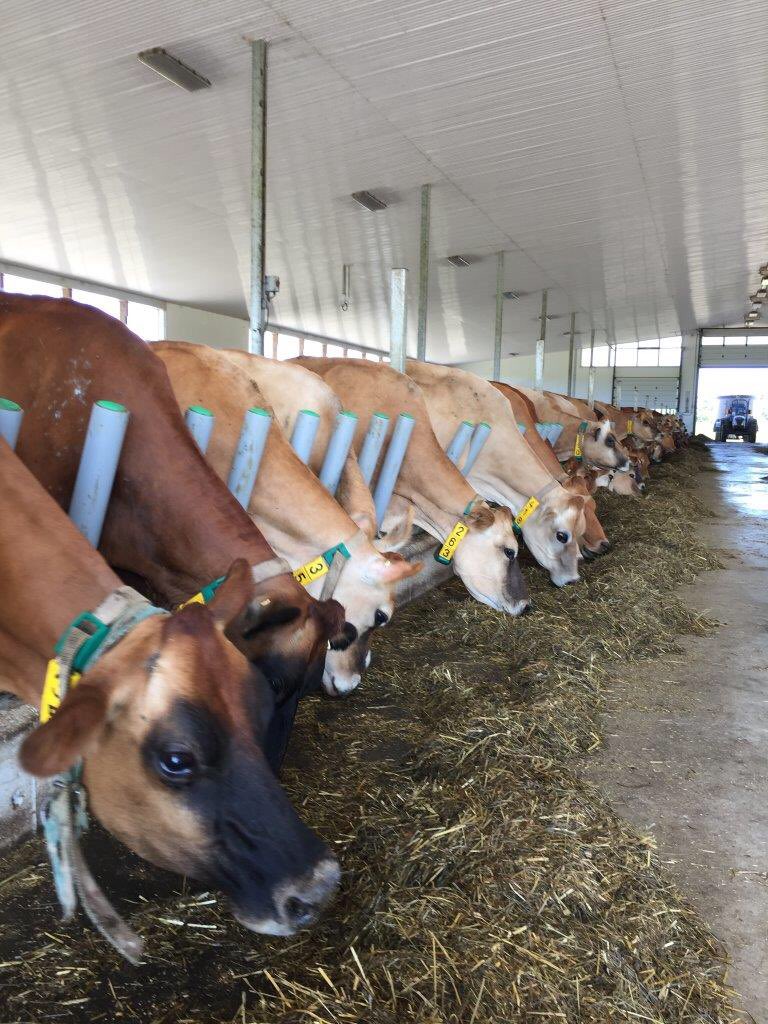 Another install of @GreyFlexDairy by <a href="/ConestogoAgri/">Conestogo Agri Systems</a> making for happy cows. #OntAg