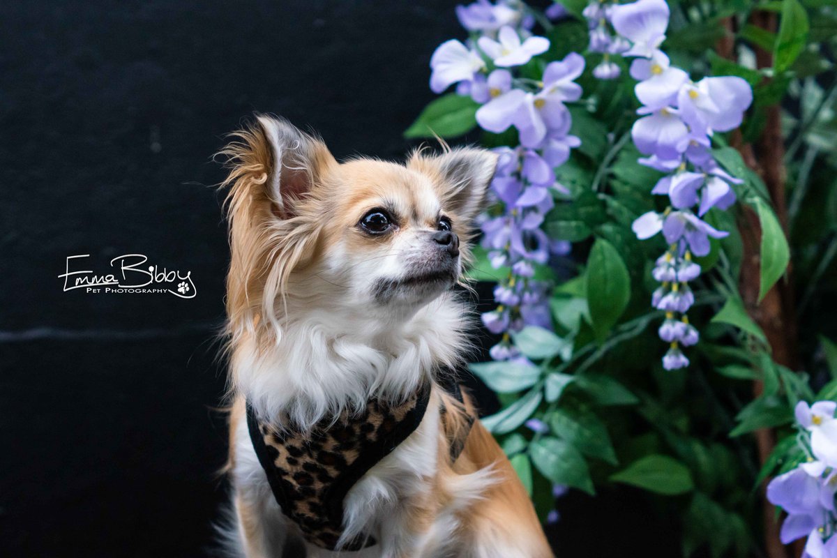 E Bibby Photography tweet media